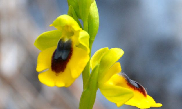 Orquídeas silvestres de la Sierra de Grazalema.